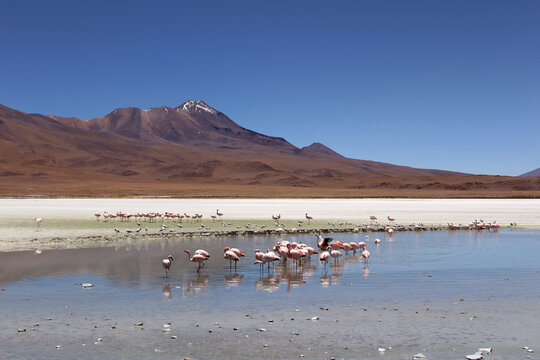 Pink Flamingos at Laguna Hedionda, Bolivian Altiplano.