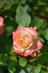 Rose Kaiserin Farah flower
