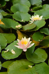 Paul Hariot Water Lily flowers and leaves