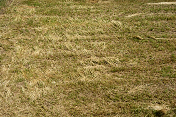 Harvested field detail