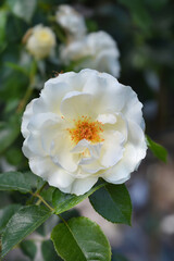 White Hybrid Tea Rose flower
