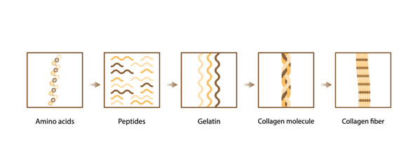 Collagen synthesis. From Amino acids, Peptides and Gelatin to Collagen molecule, Collagen fibers. fibroblasts. Anti-aging therapy. Vector illustration.