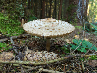 Chlorophyllum rhacodes mushroom next to a spruce cone