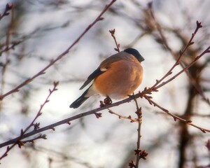 Female bullfinch on a winter branch 