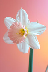 Fototapeta na wymiar Pink daffodil flower soft elegant vertical background, card template