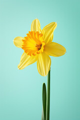 Yellow daffodil flower soft elegant vertical background, card template