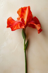 Red iris flower soft elegant vertical background, card template