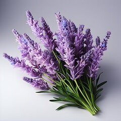 Fototapeta premium bunch of lavender. lavender isolated on white background with shadow. bunch of lavender tied together. lavender flower isolated on white. aromatic plant of lavender. Lavandula on white