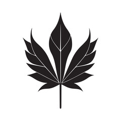 Maple Leaf Illustration