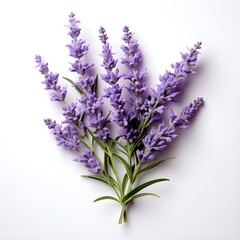 bouquet of lavender. lavender isolated on white background with shadow. bunch of lavender tied together. lavender flower isolated on white. aromatic plant of lavender. Lavandula on white