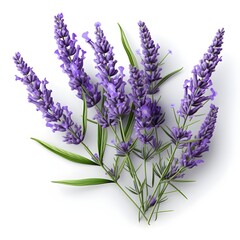 lavender isolated on white background with shadow. bunch of lavender tied together. lavender flower...