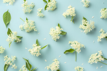 Natural elderberry flowers texture. Sambucus nigra blooms, isolated pastel blue background. Minimal blossom concept, floral flat lay. Traditional medicine. Top view summer pattern.