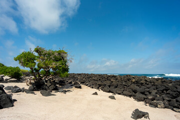 Fototapeta premium beach landscape with the sea and waves and cliffs of the coasts of the Galapagos Islands in the Pacific Ocean with blue and green water and volcanic rocks