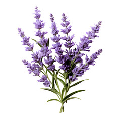 lavender flower png. bunch of lavender isolated. lavandula flower png. lavender top view png. lavender flat lay png. aromatic plant of lavender png