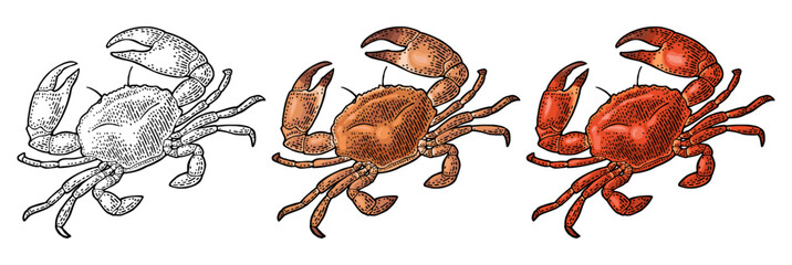 Crab isolated on white. Vector black vintage engraving © MoreVector