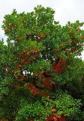 Red berry fruit of Cane Apple Arbutus Unedo growing on the tree