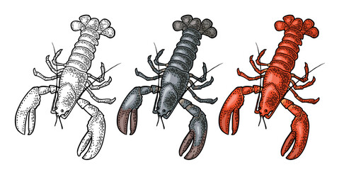 Lobster isolated on white background. Vector color vintage engraving