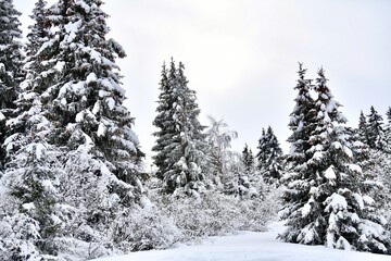 Winter scenery with snowy trees 