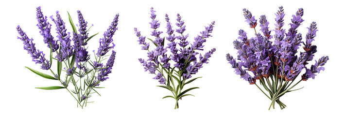 lavender set png. set of lavender flowers isolated. lavandula flower. aromatic plant of lavender...