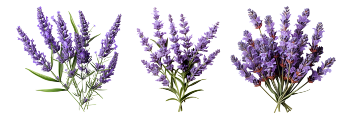 lavender set png. set of lavender flowers isolated. lavandula flower. aromatic plant of lavender isolated. lavender top view png. lavender flat lay png