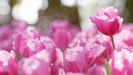 Pink tulips in the flower garden in springtime, shallow depth of field nature background