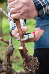 Vine grower pruning the vineyard with professional steel scissors. Traditional agriculture. Winter...
