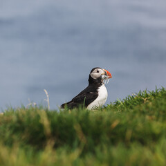 atlantic puffin or common puffin, Faeröer, Faroe islands