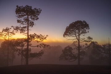 sunset in the forest with fog