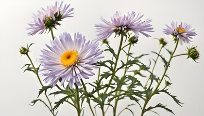 The Symbolism of the Aster Flowers