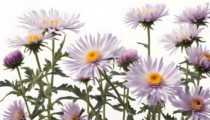 The Symbolism of the Aster Flowers
