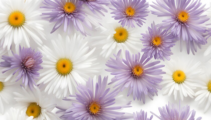 Fototapeta premium The Symbolism of the Aster Flowers