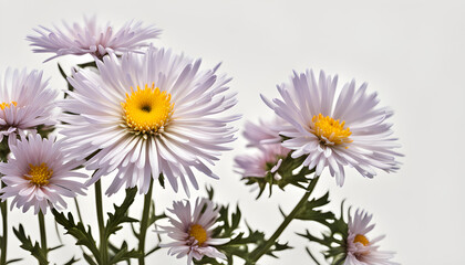 The Symbolism of the Aster Flowers