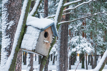 A homemade simple birdhouse hangs on a tree at an angle in winter. The roof and wall are covered with snow. In the background there is a park with pine trees.
