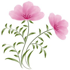 pink flower isolated on white