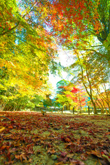 朝日を浴びる曾木公園の紅葉