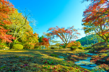 朝日を浴びる曾木公園の紅葉