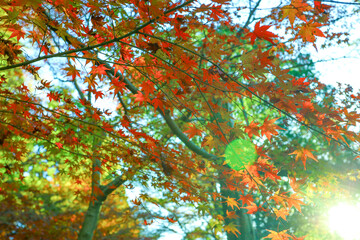 朝日を浴びる曾木公園の紅葉