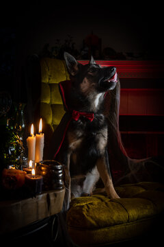 An adorable Australian Cattle Dog / Australian Shepherd puppy in a Dracula costume licks his lips and shows his vampire teeth