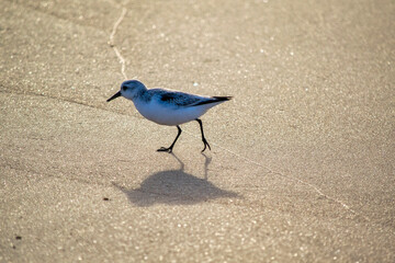 bird on the beach