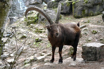 Capricorn in the mountains