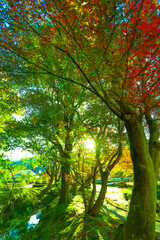 朝日を浴びる曾木公園の紅葉