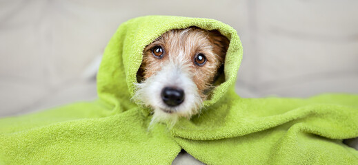 Cute dog puppy with towel after bath, pet fur care and grooming banner