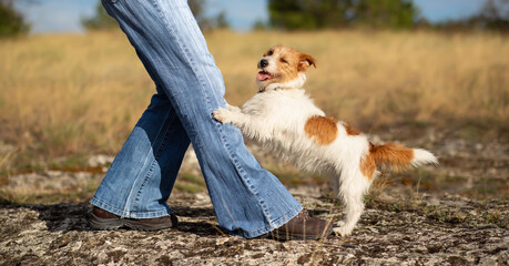 Happy active funny smiling dog puppy jumping to her owner. Walking with pet, healthy lifestyle, friendship banner.