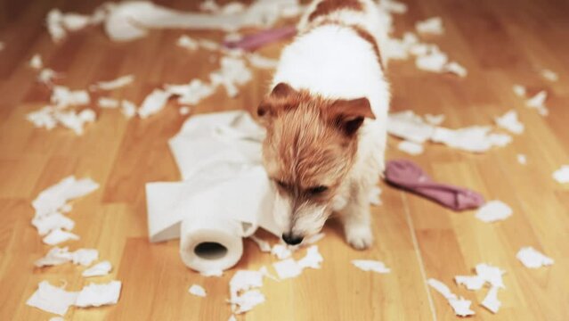 Playful, active naughty dog ashamed of herself after biting, chewing a toilet paper and socks. Hyperactive, active puppy training.