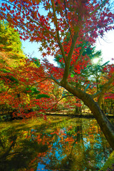 湖面に反射する早朝の逆さ紅葉
