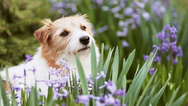 Cute dog looking through the flowers in the garden. Spring forward, springtime concept.