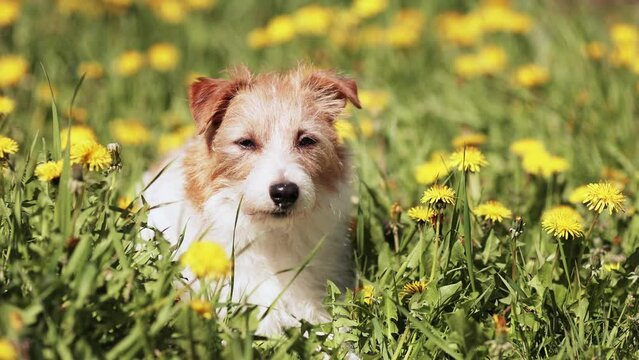 Spring Forward Pet Imágenes de