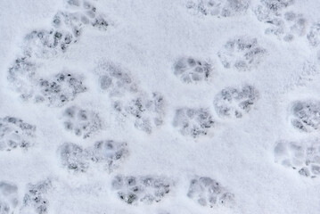 Dog paw marks in the snow