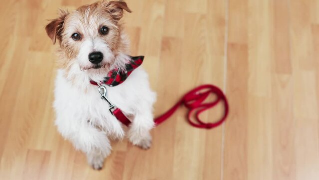 Cute happy playful pet dog puppy looking at her owner and begging for a walk with her leash