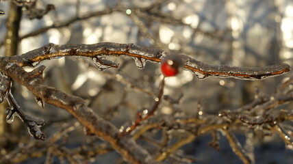 A close-up view of branches and red berries encased in ice, giving them a glossy appearance The vibrant red berries are interspersed among the branches, their color contrasting with the icy surroundin